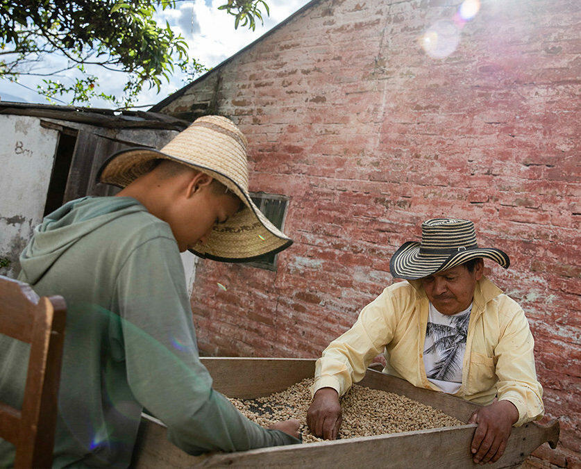 Two men check coffee beans