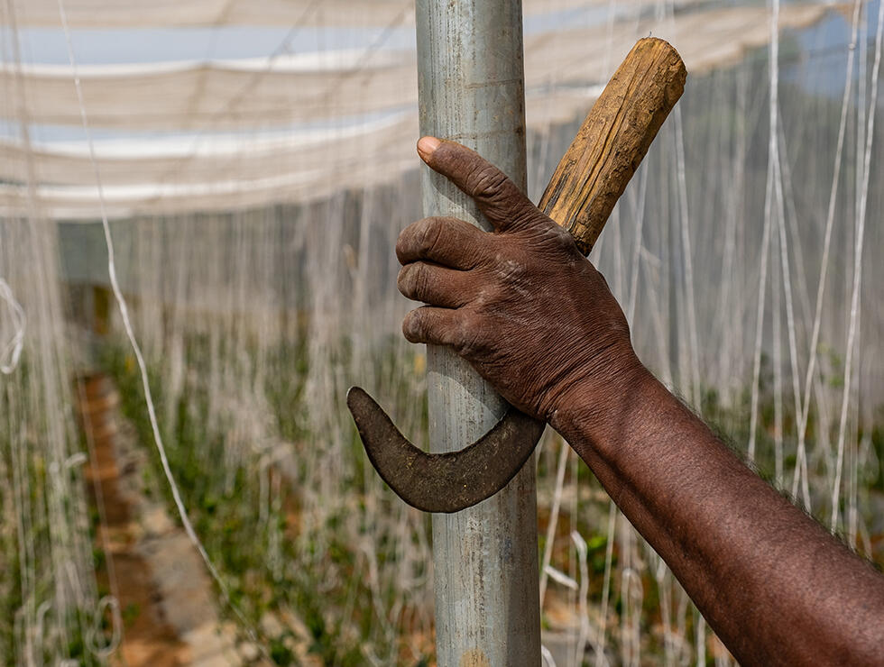 Hand on a support beam inside a Kheyti greenhouse