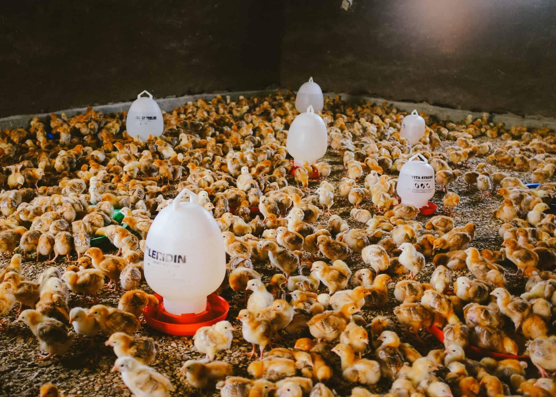 Photo of Ethiochicken nursery