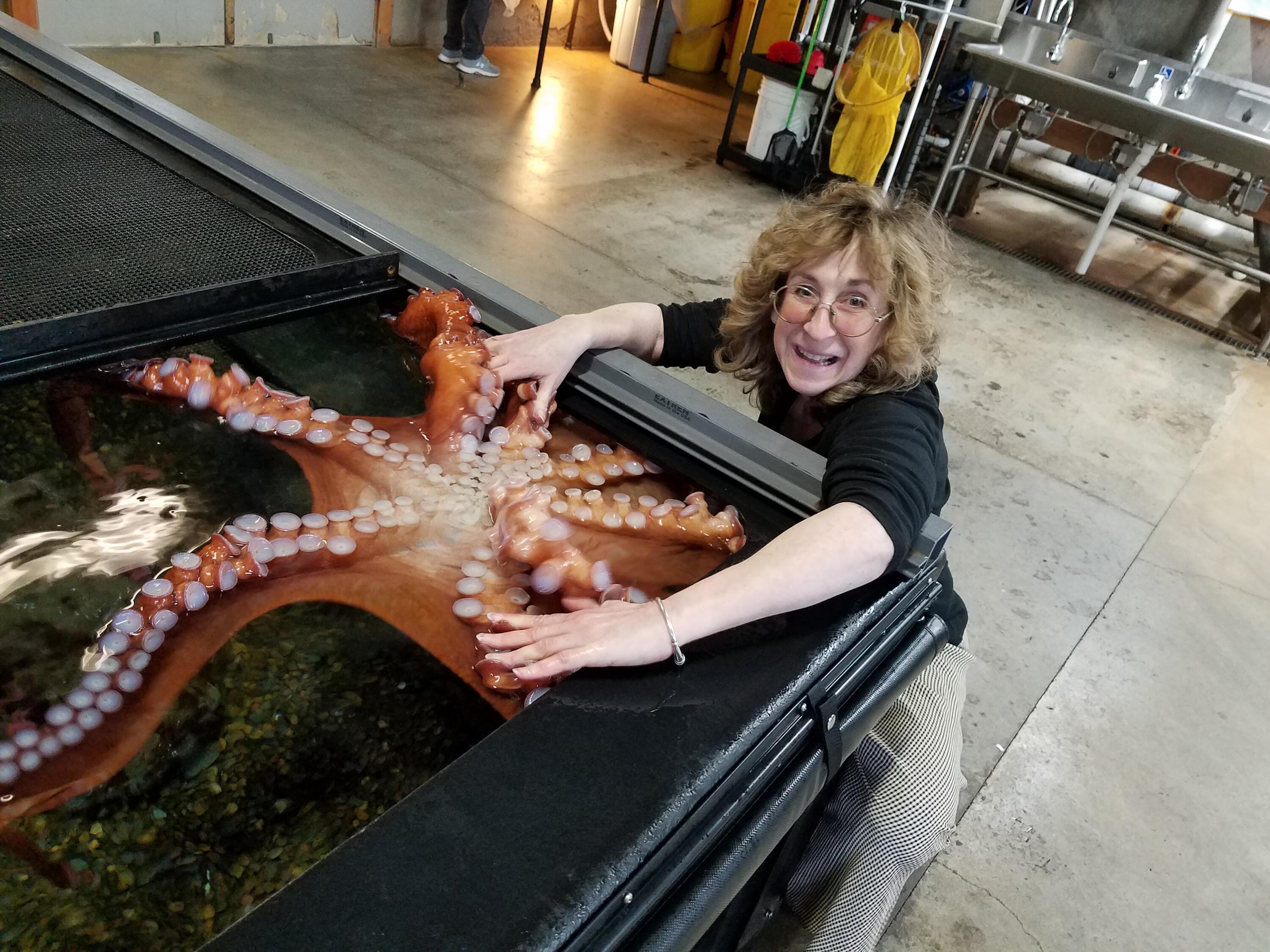 Sy and Cleo, a Giant Pacific Octopus at Oregon Coast Aquarium. Photo by Amy Kunze.